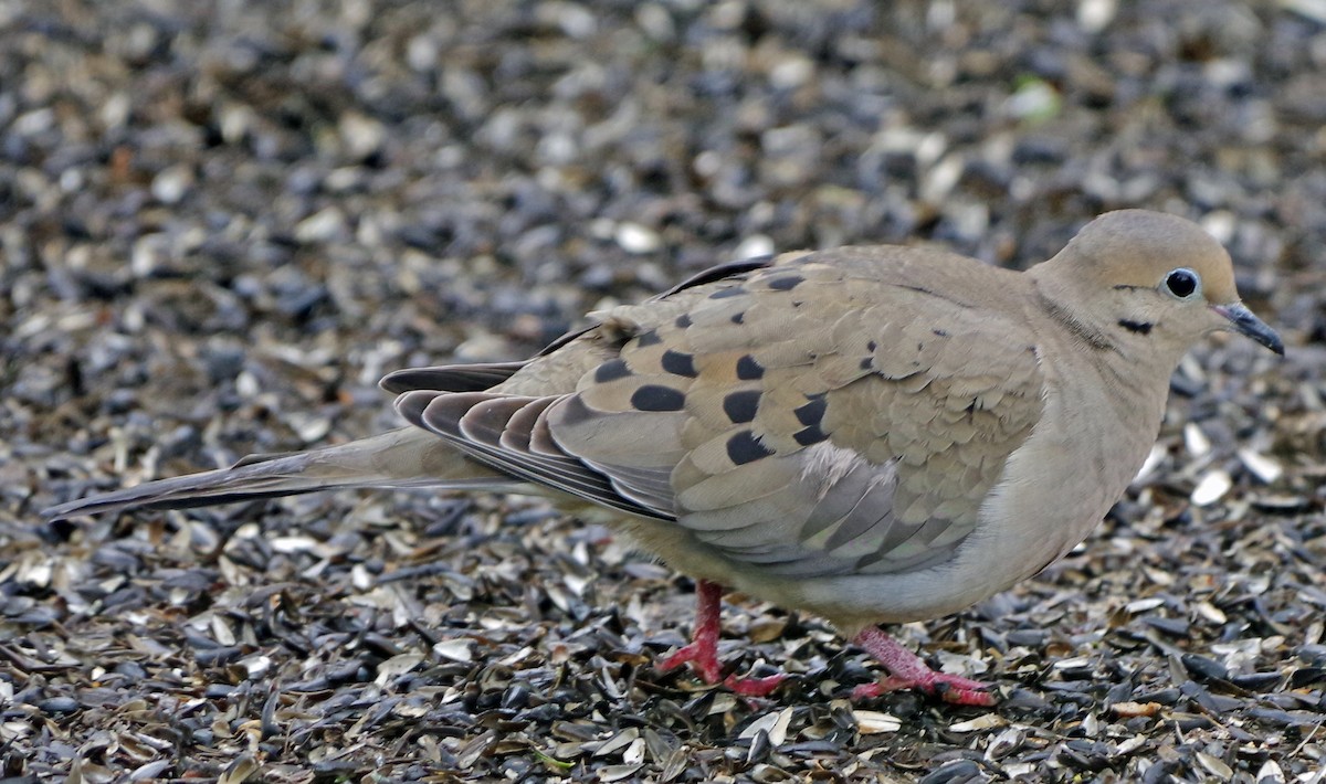 Mourning Dove - Bill Winkler