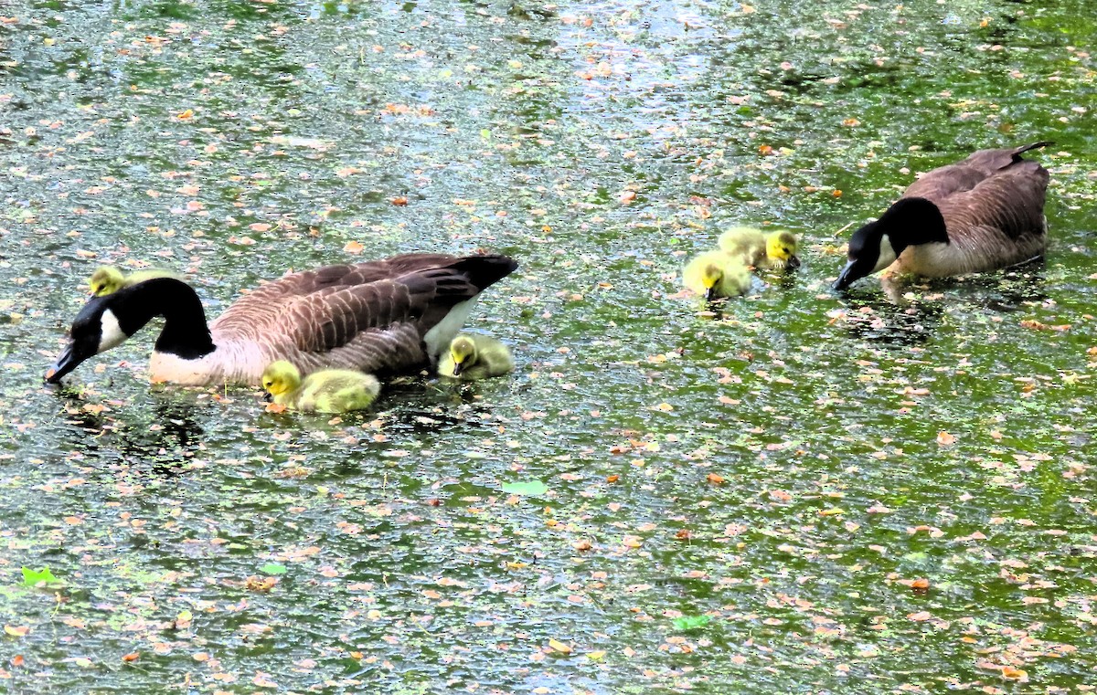 Canada Goose - Anne Mytych