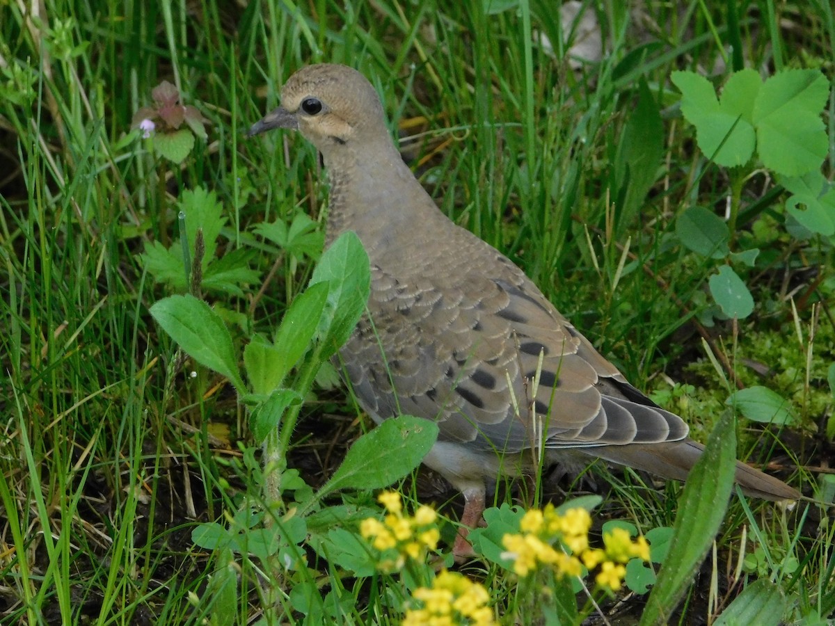 Mourning Dove - Sam Hartzler