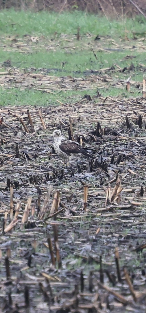 Swainson's Hawk - Lorri Howski 🦋