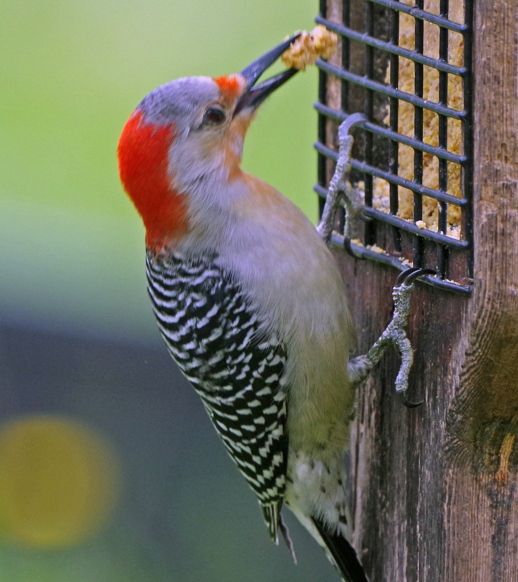 Red-bellied Woodpecker - Bill Winkler