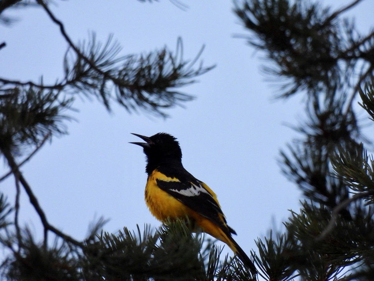 Scott's Oriole - Bev Kronisch