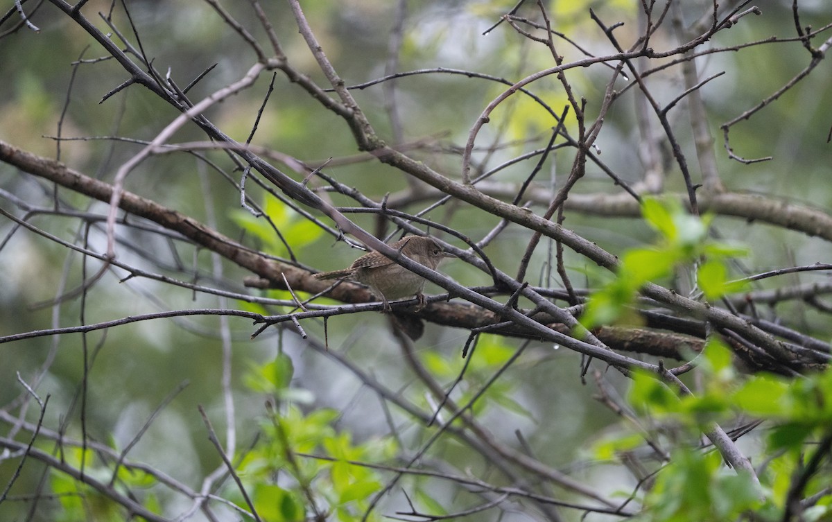 Northern House Wren - Phillip Stosberg