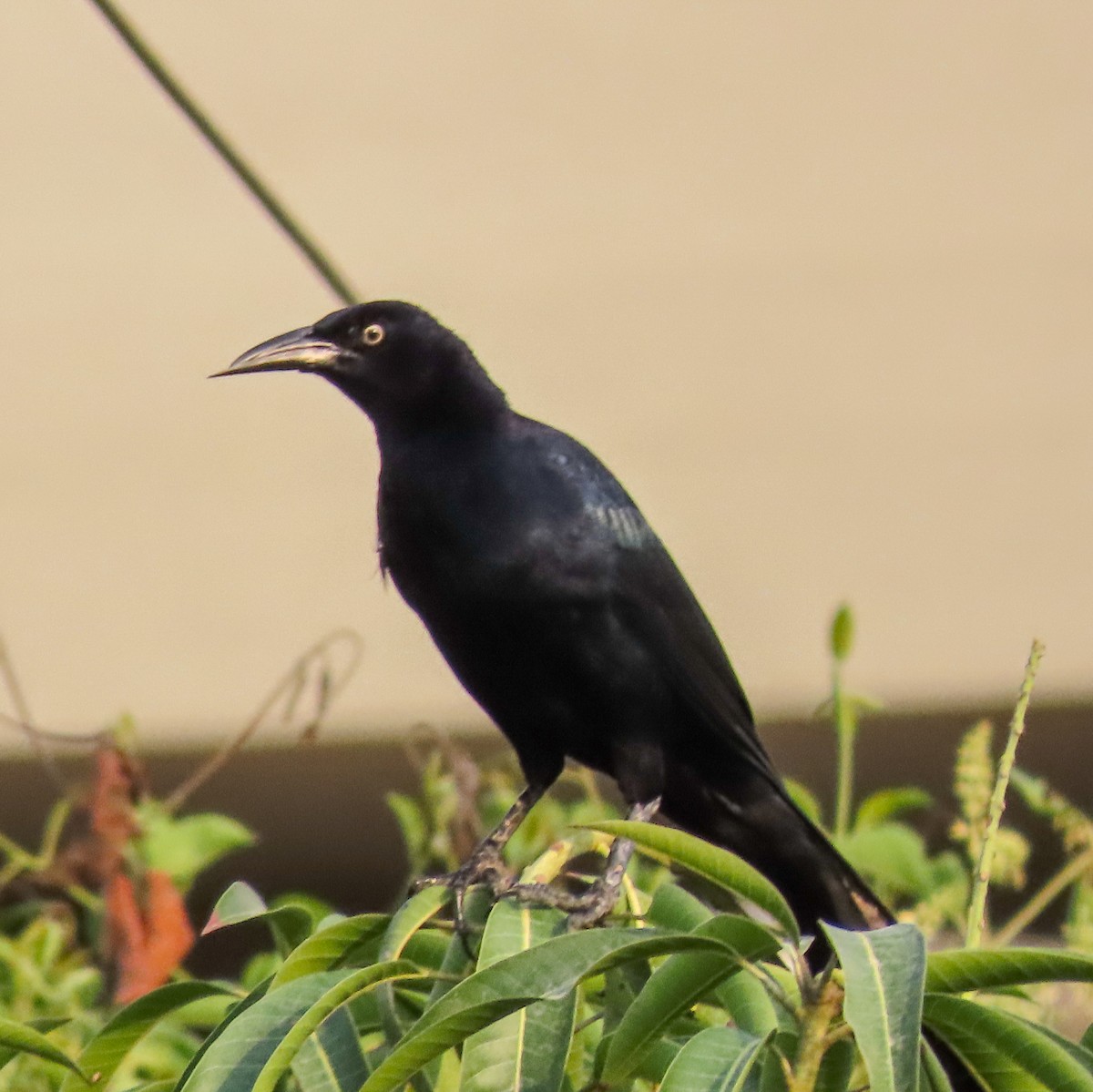 Great-tailed Grackle - Israel Toloza Pérez