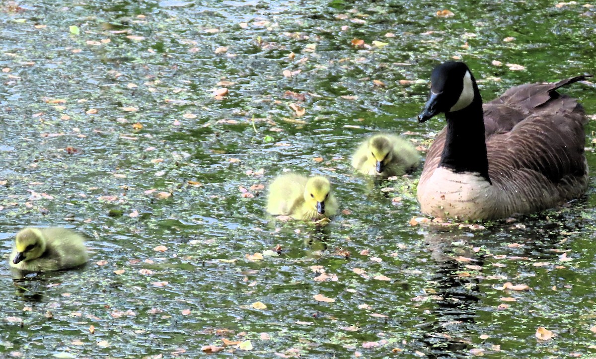 Canada Goose - Anne Mytych