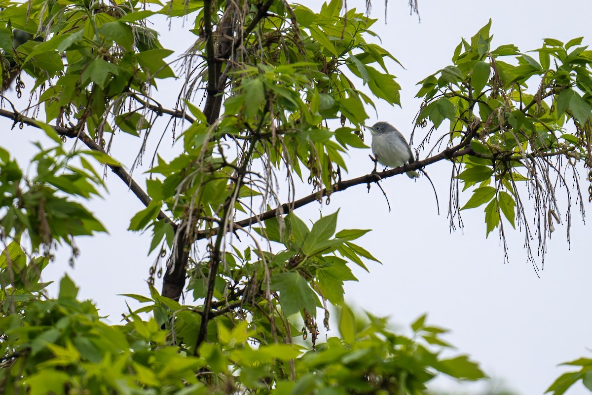 Blue-gray Gnatcatcher - Matt Saunders