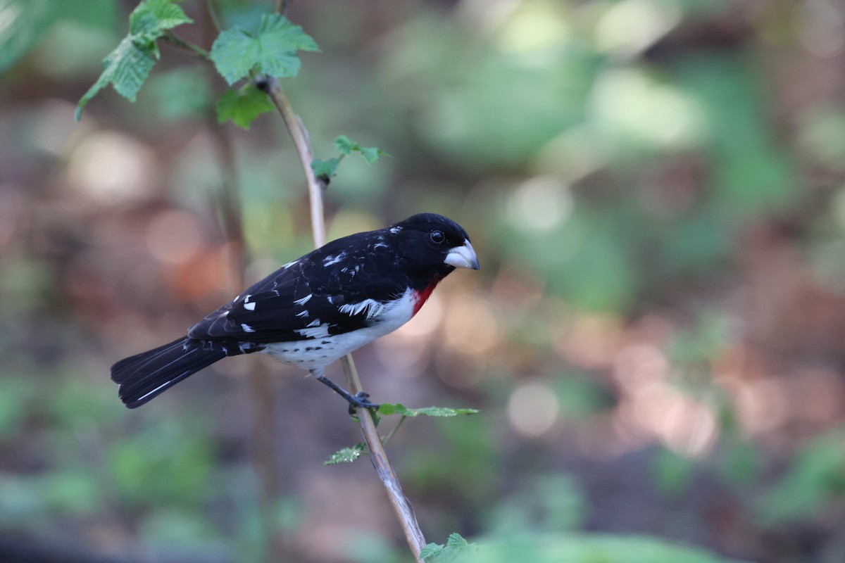 Rose-breasted Grosbeak - ML618145958