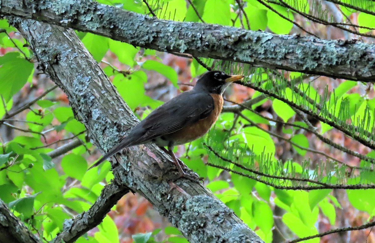 American Robin - ML618145959