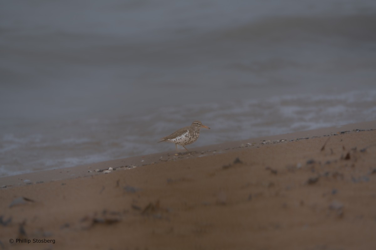 Spotted Sandpiper - Phillip Stosberg