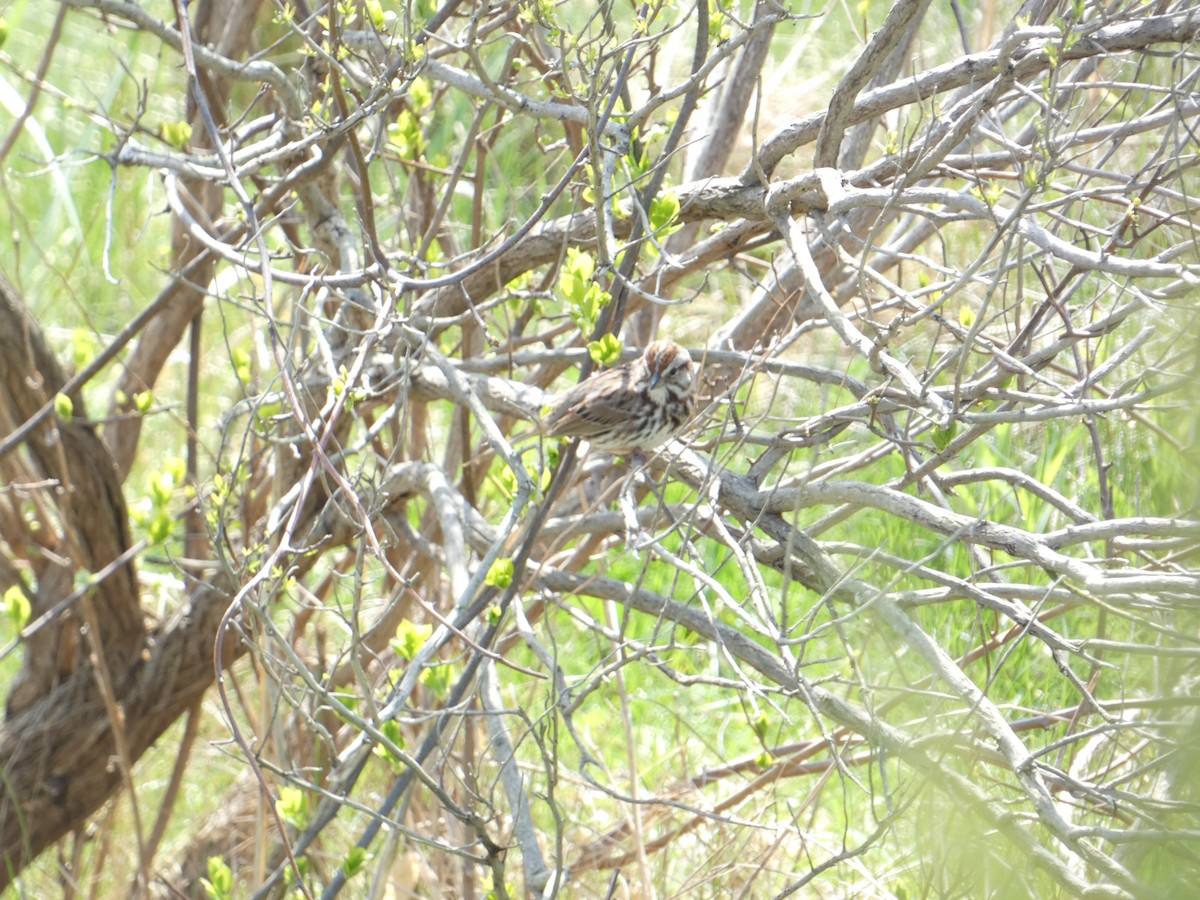 Song Sparrow - Rithika Fernandes