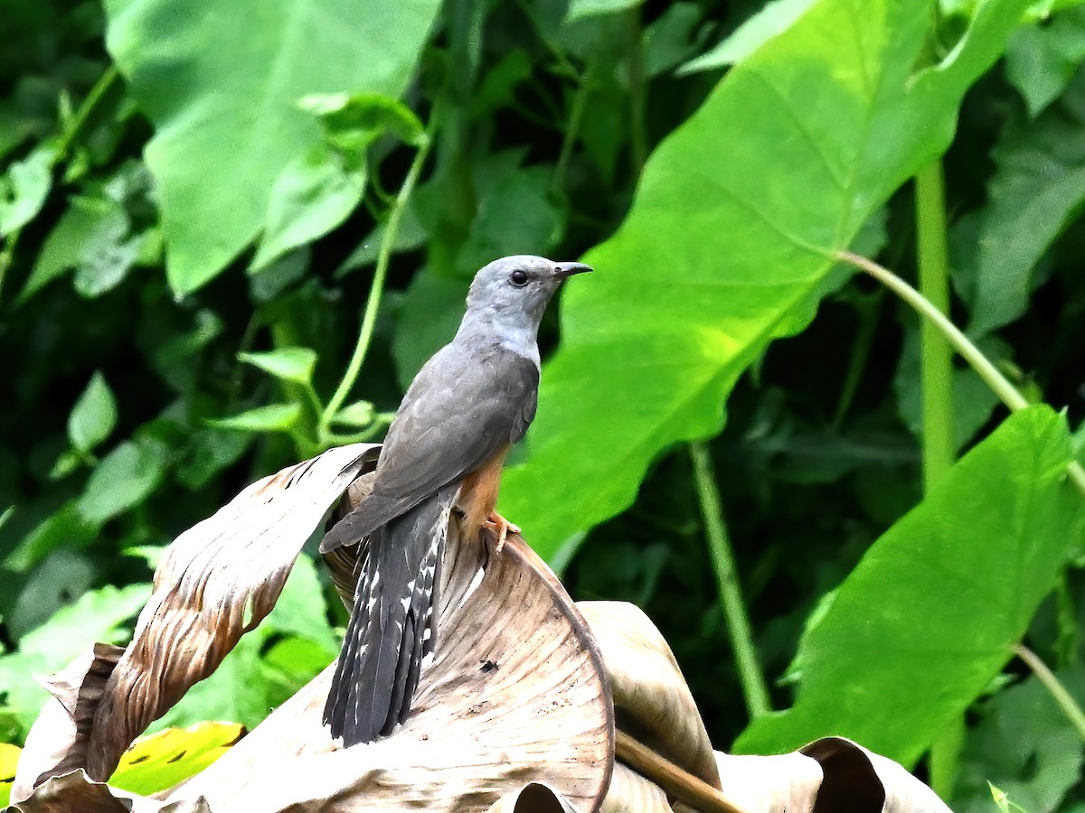 Plaintive Cuckoo - peng su