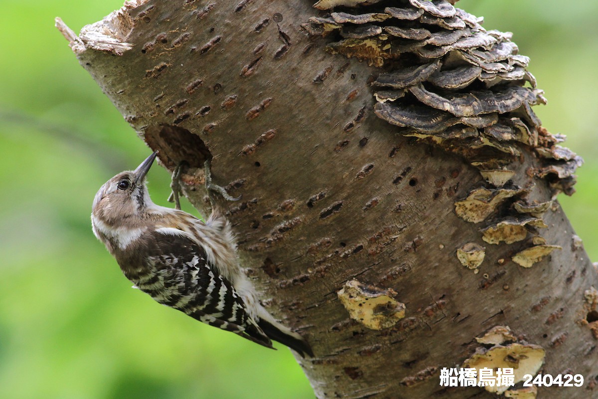 Japanese Pygmy Woodpecker - ML618145971