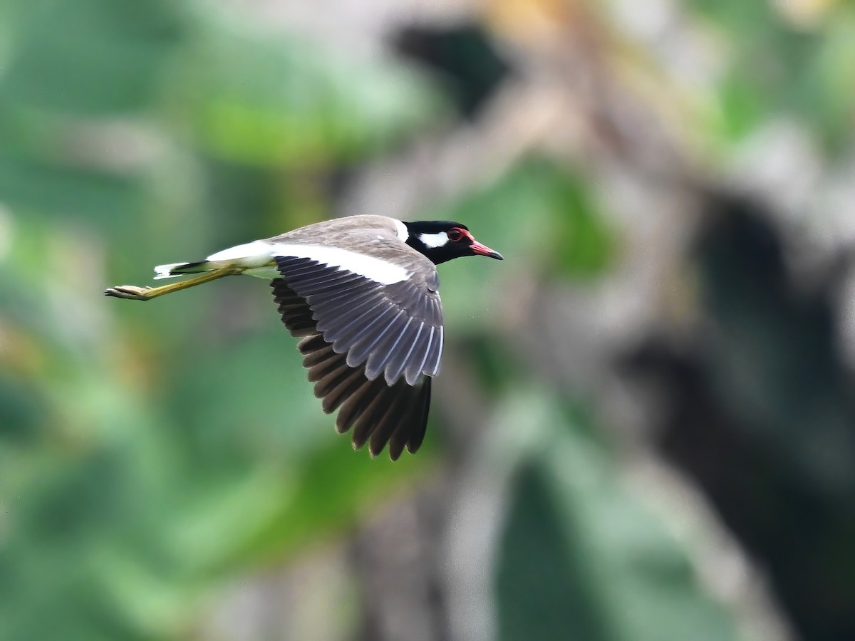 Red-wattled Lapwing - ML618145976