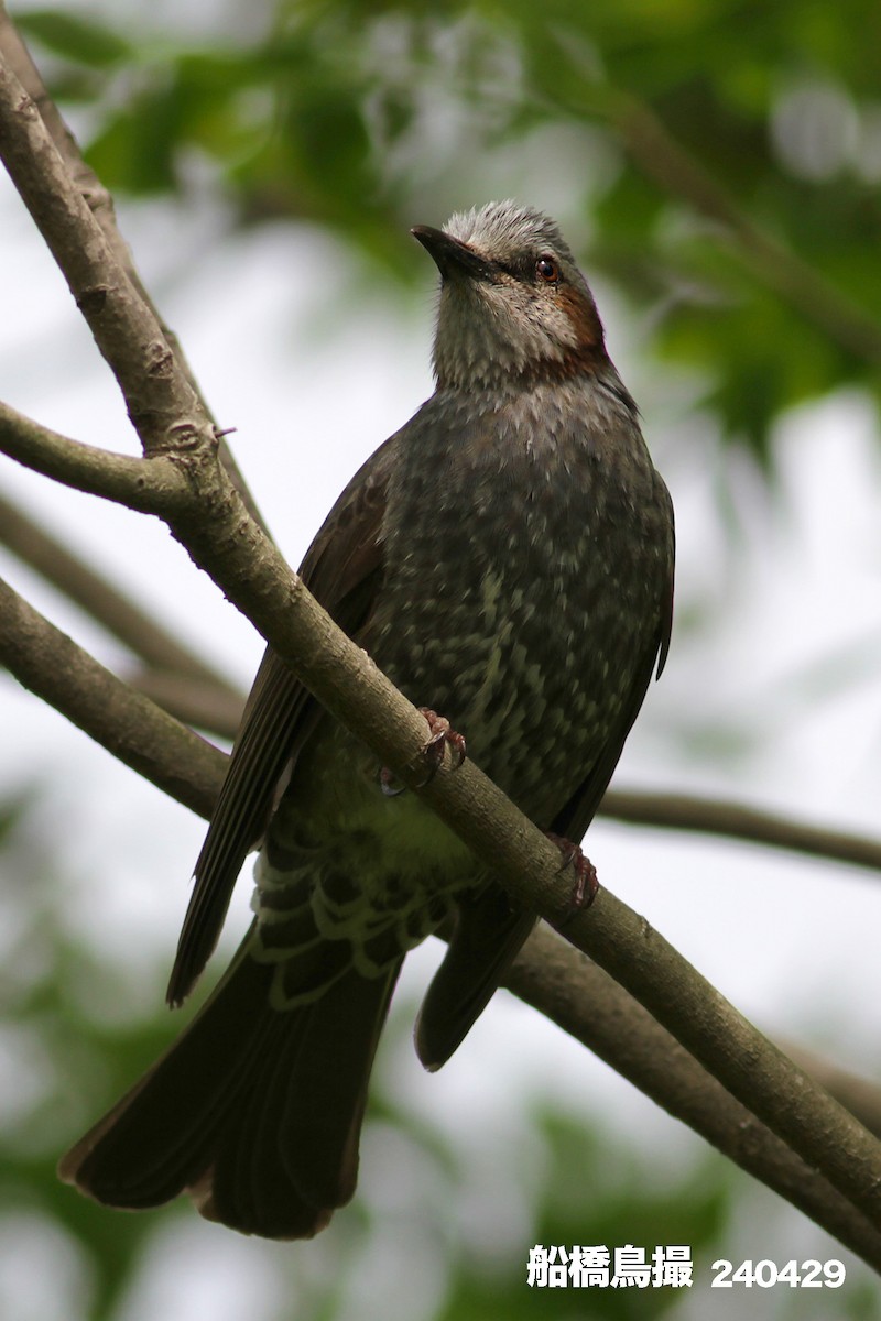 Brown-eared Bulbul - ML618145981