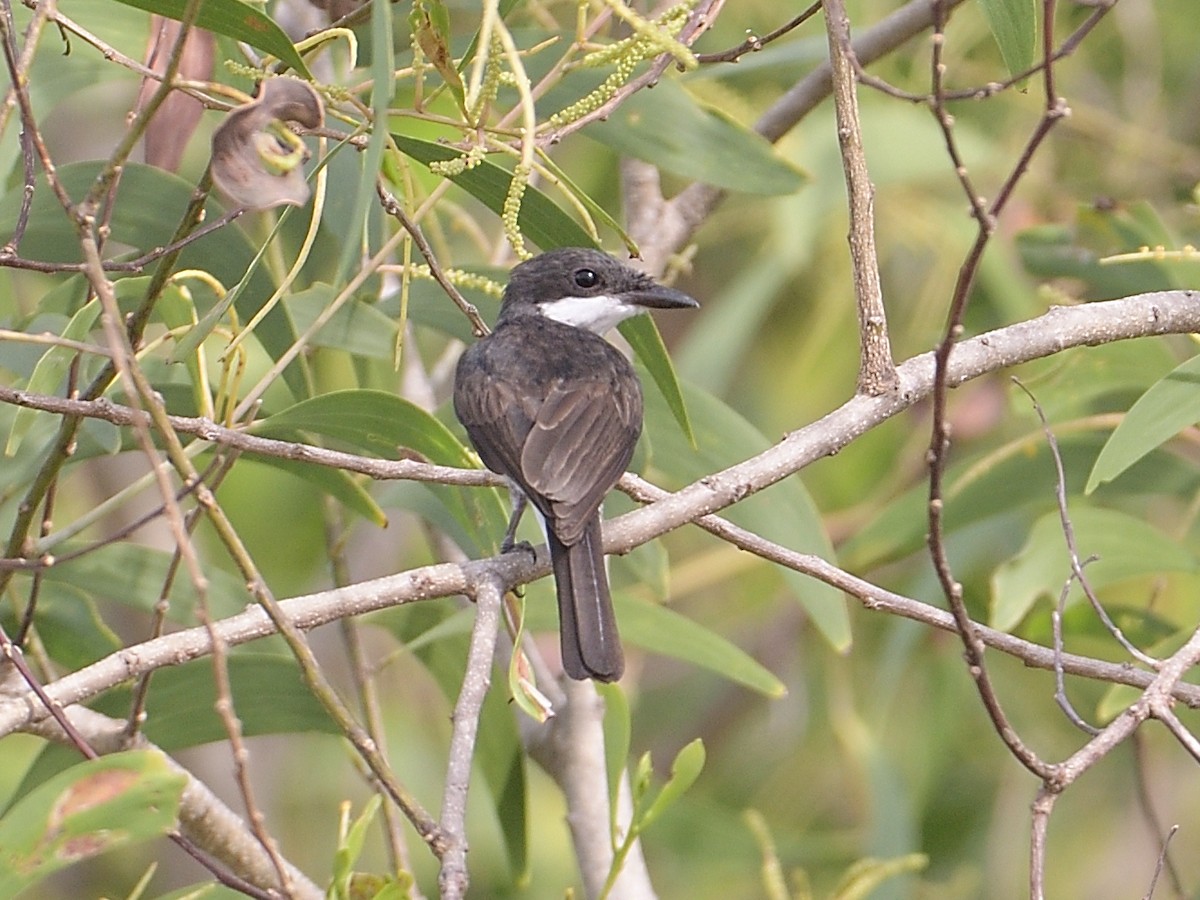 Black-winged Flycatcher-shrike - ML618145993