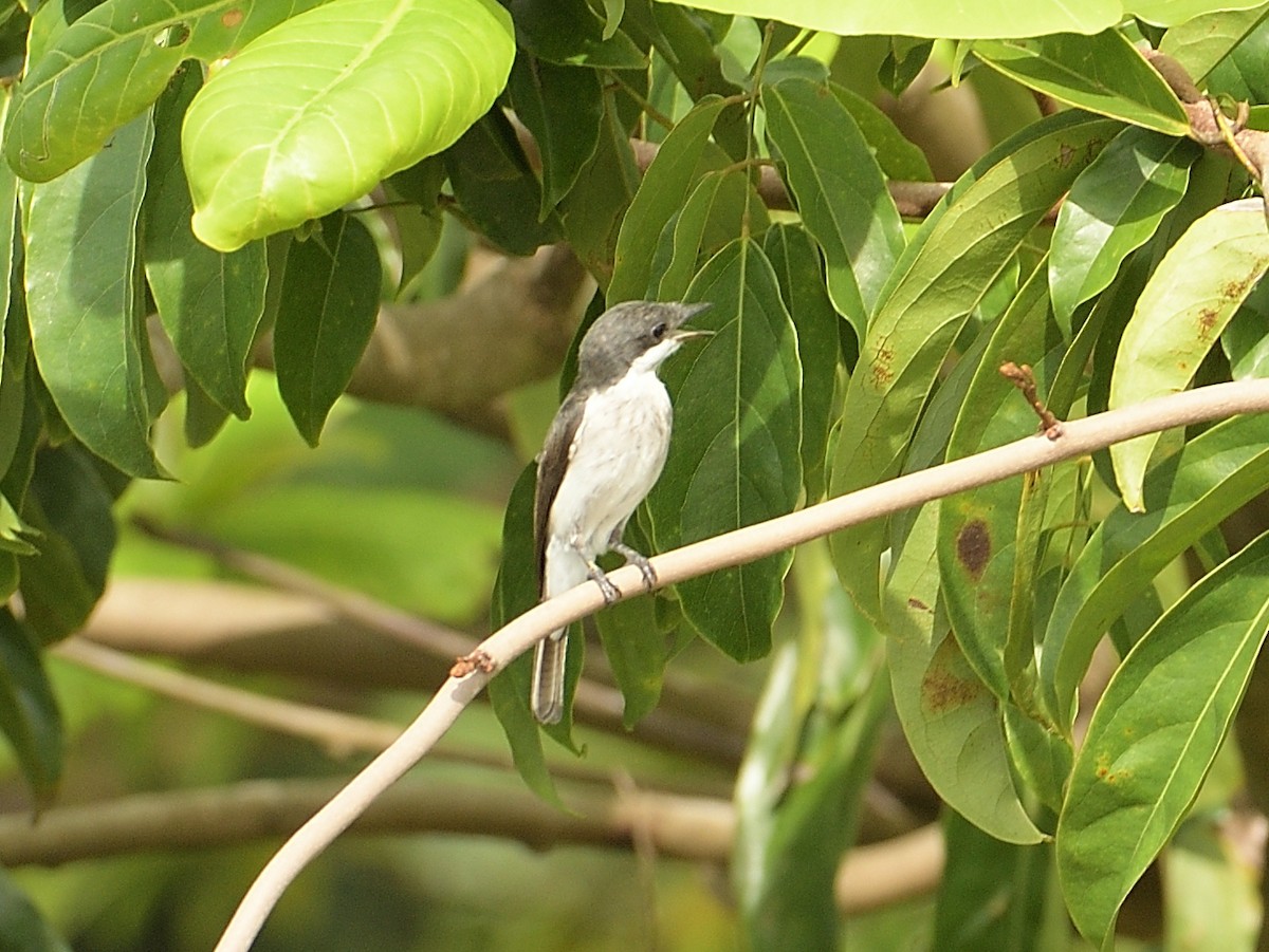 Black-winged Flycatcher-shrike - ML618145994