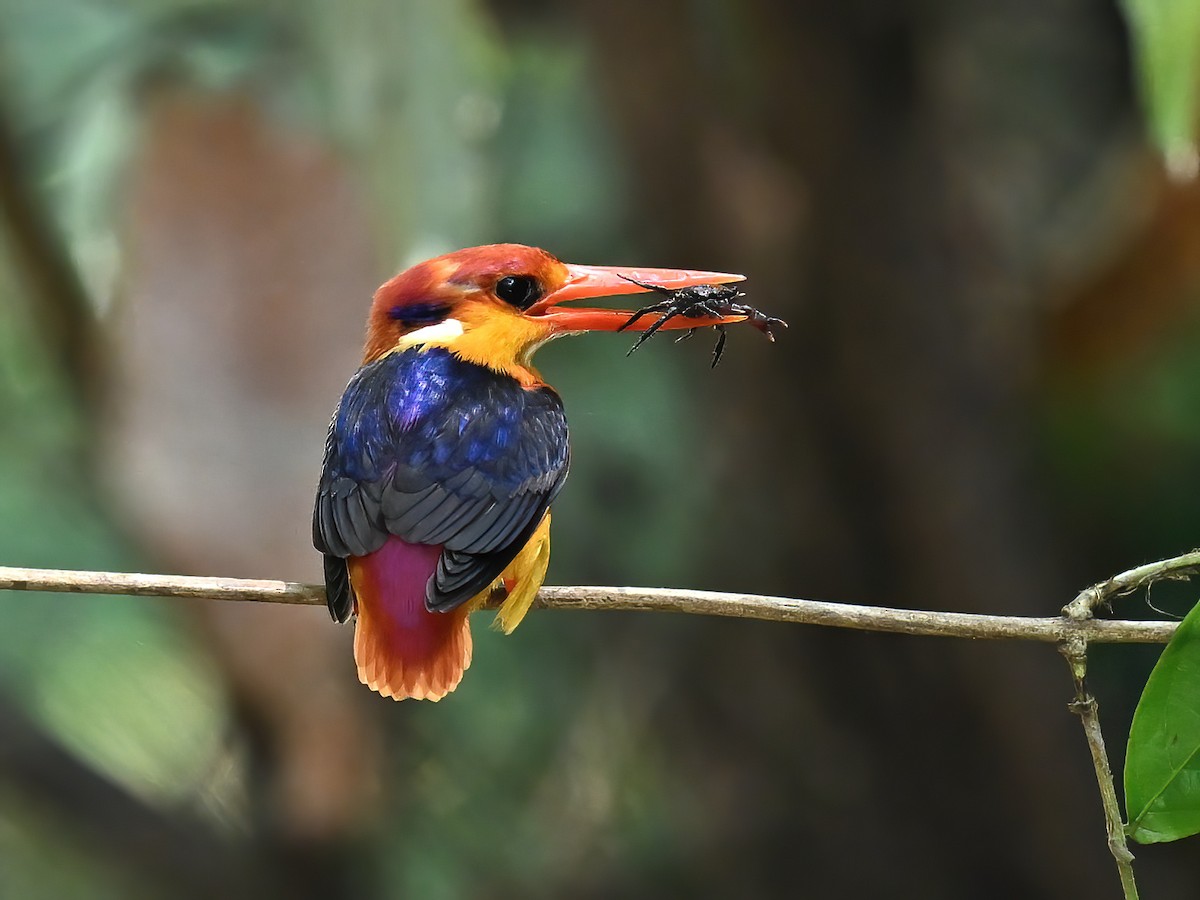 Black-backed Dwarf-Kingfisher - peng su