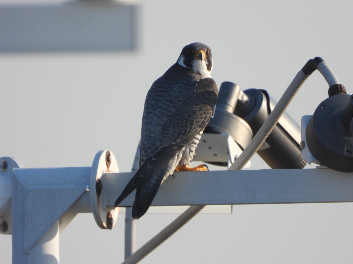 Peregrine Falcon - Mandy Gibson