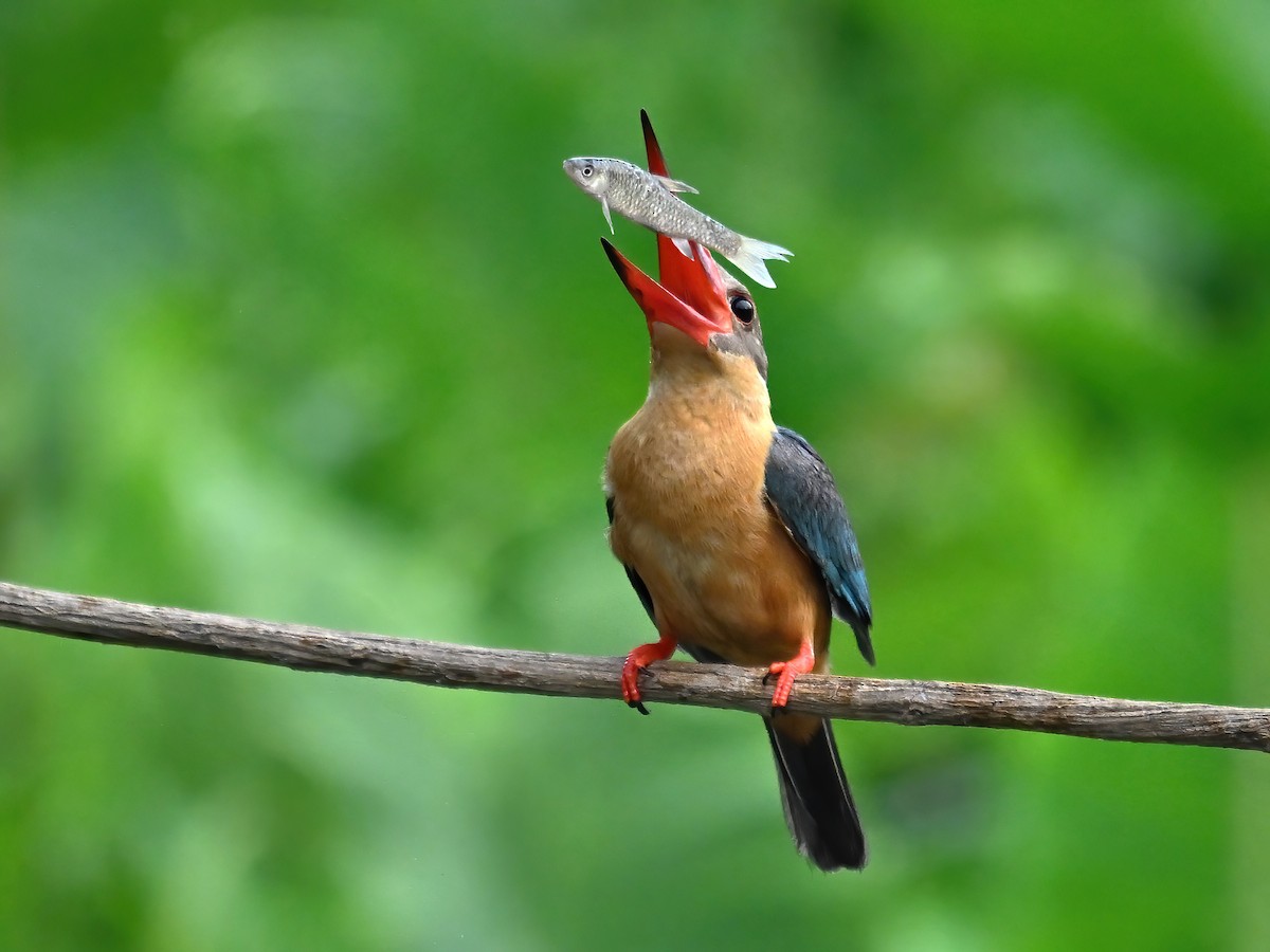 Stork-billed Kingfisher - ML618146011