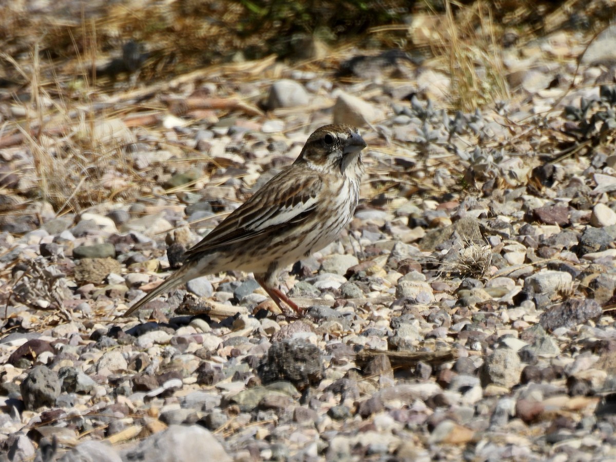 Lark Bunting - Bev Kronisch