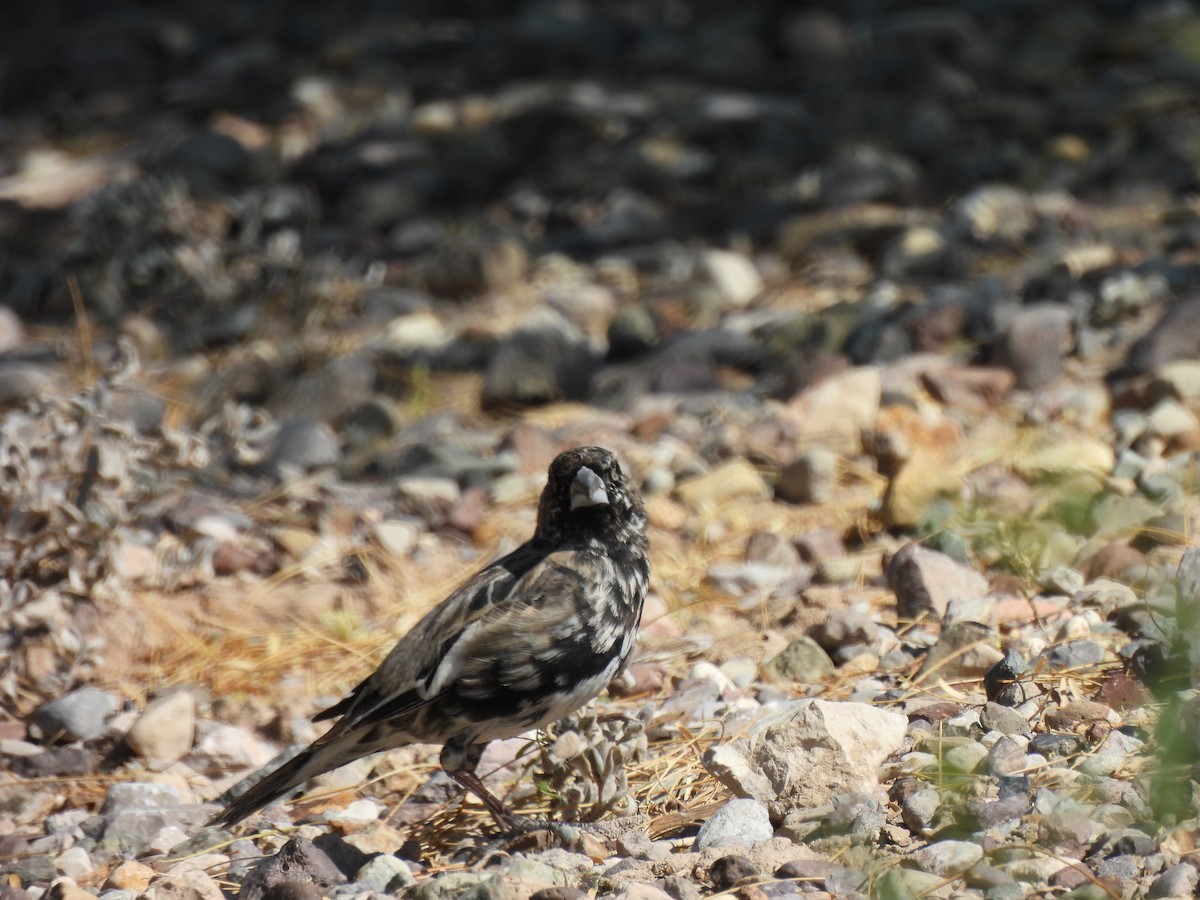 Lark Bunting - Bev Kronisch