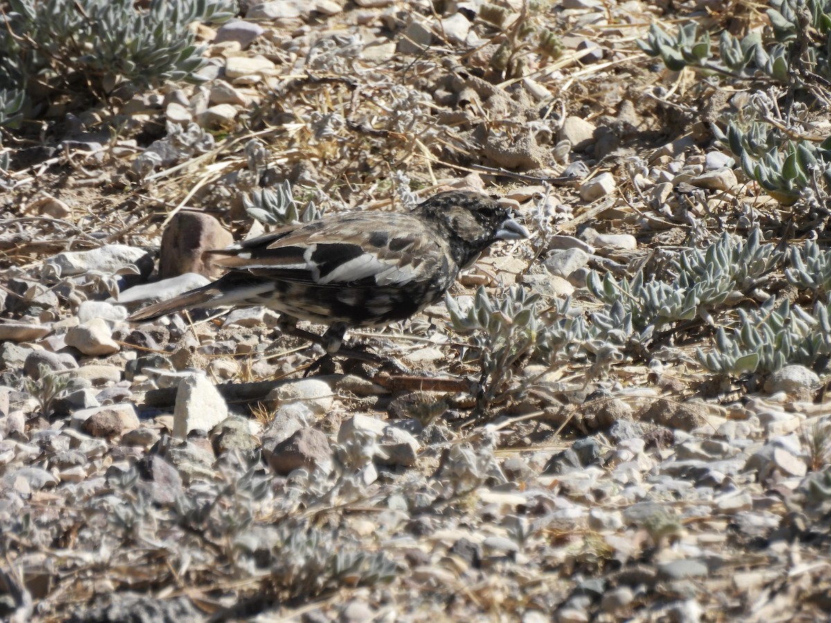 Lark Bunting - Bev Kronisch