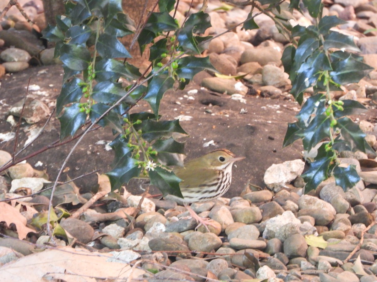 Ovenbird - Mandy Gibson