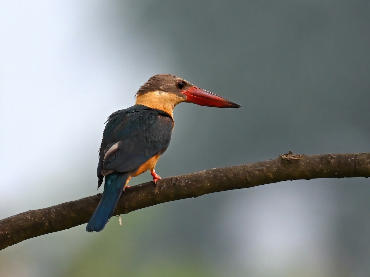 Stork-billed Kingfisher - peng su