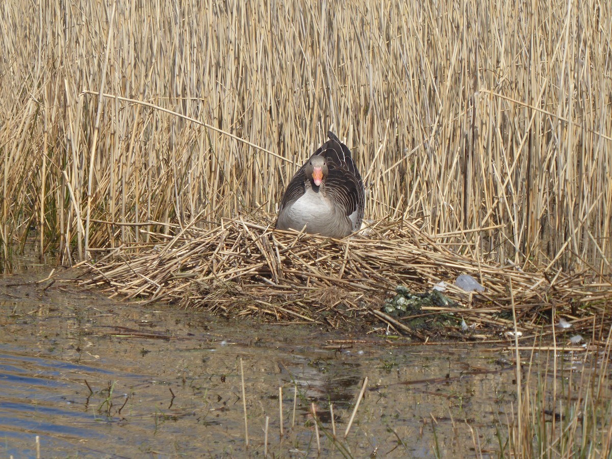 Graylag Goose - ML618146027