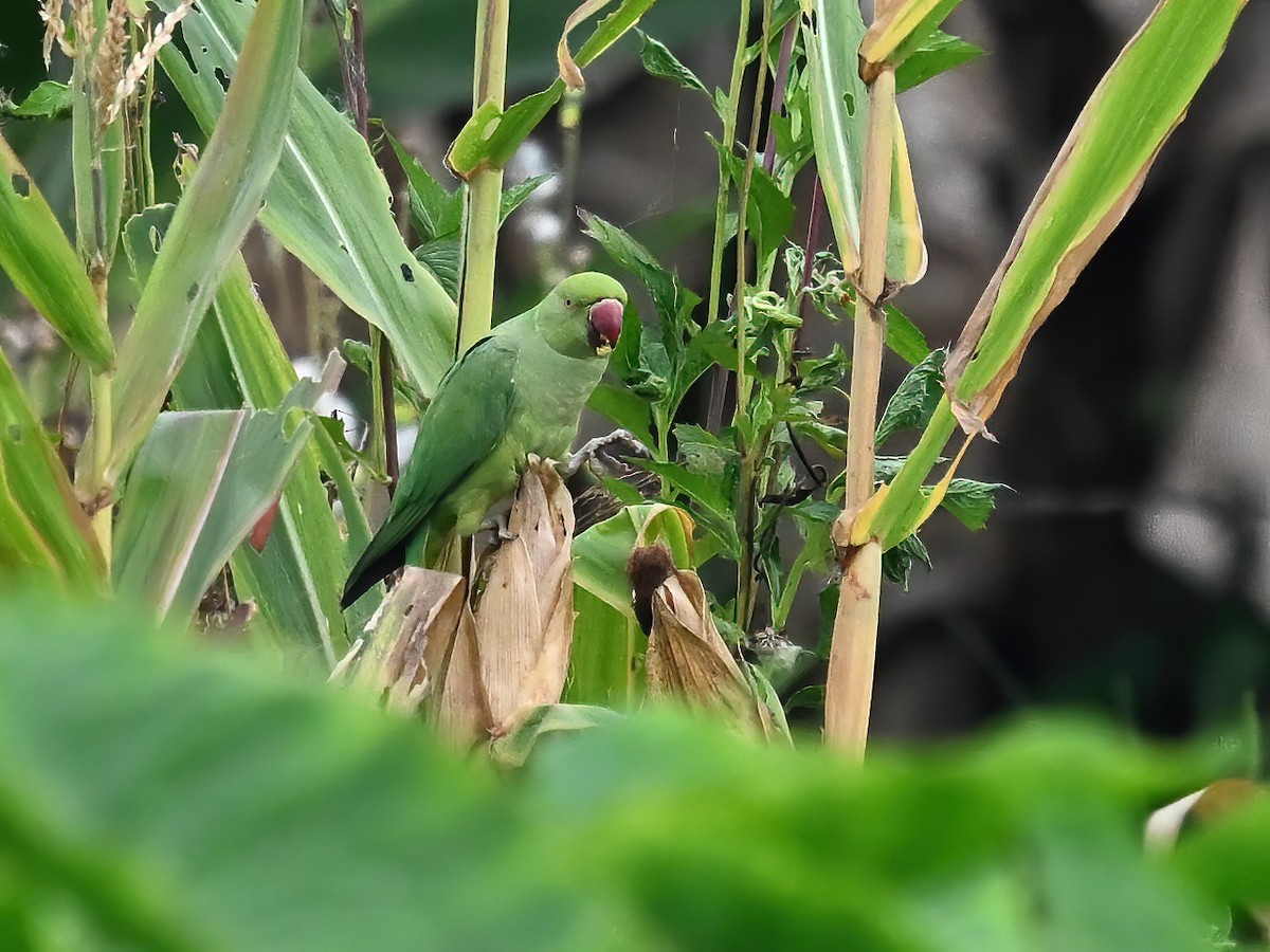Rose-ringed Parakeet - peng su