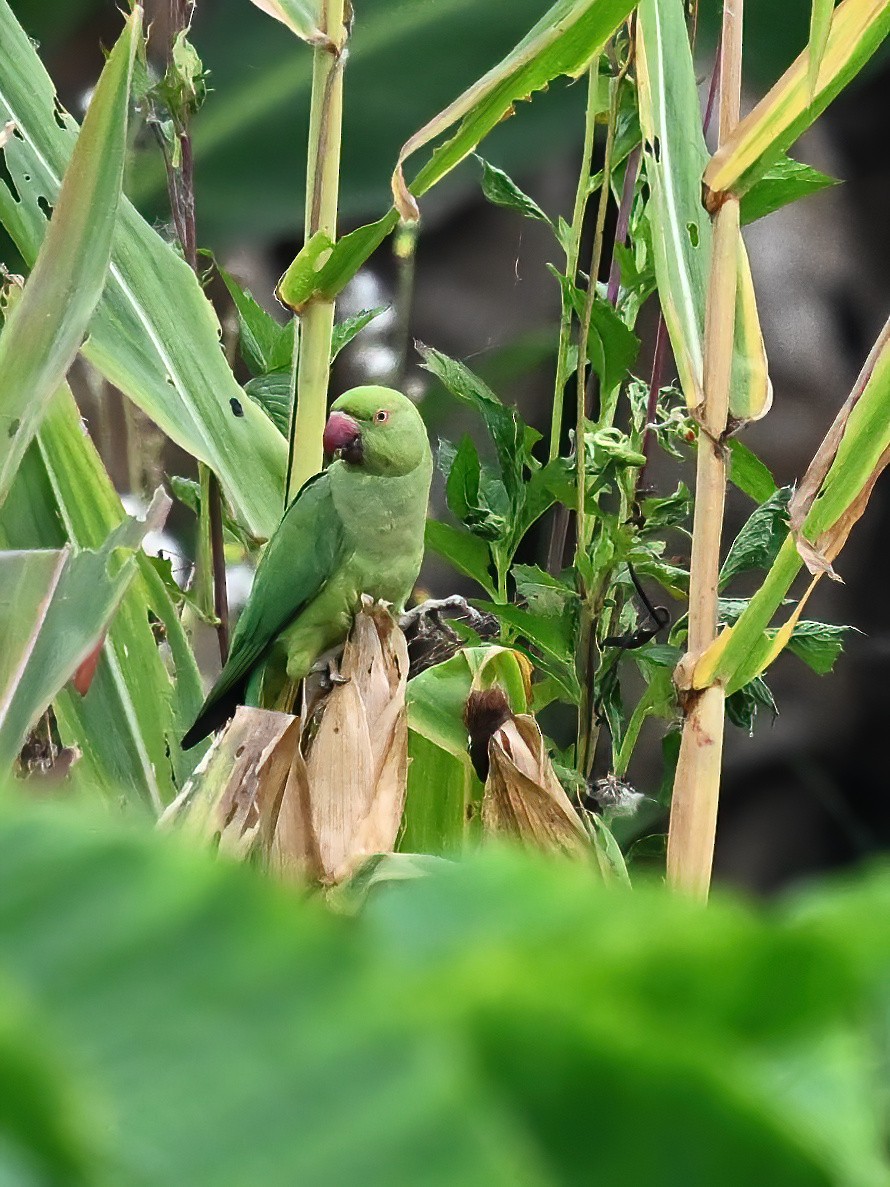 Rose-ringed Parakeet - peng su