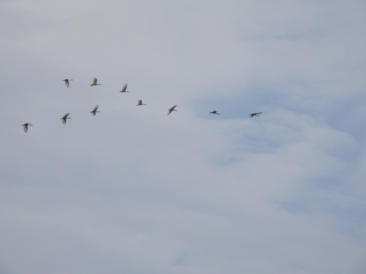 African Sacred Ibis - 虹樺 陳