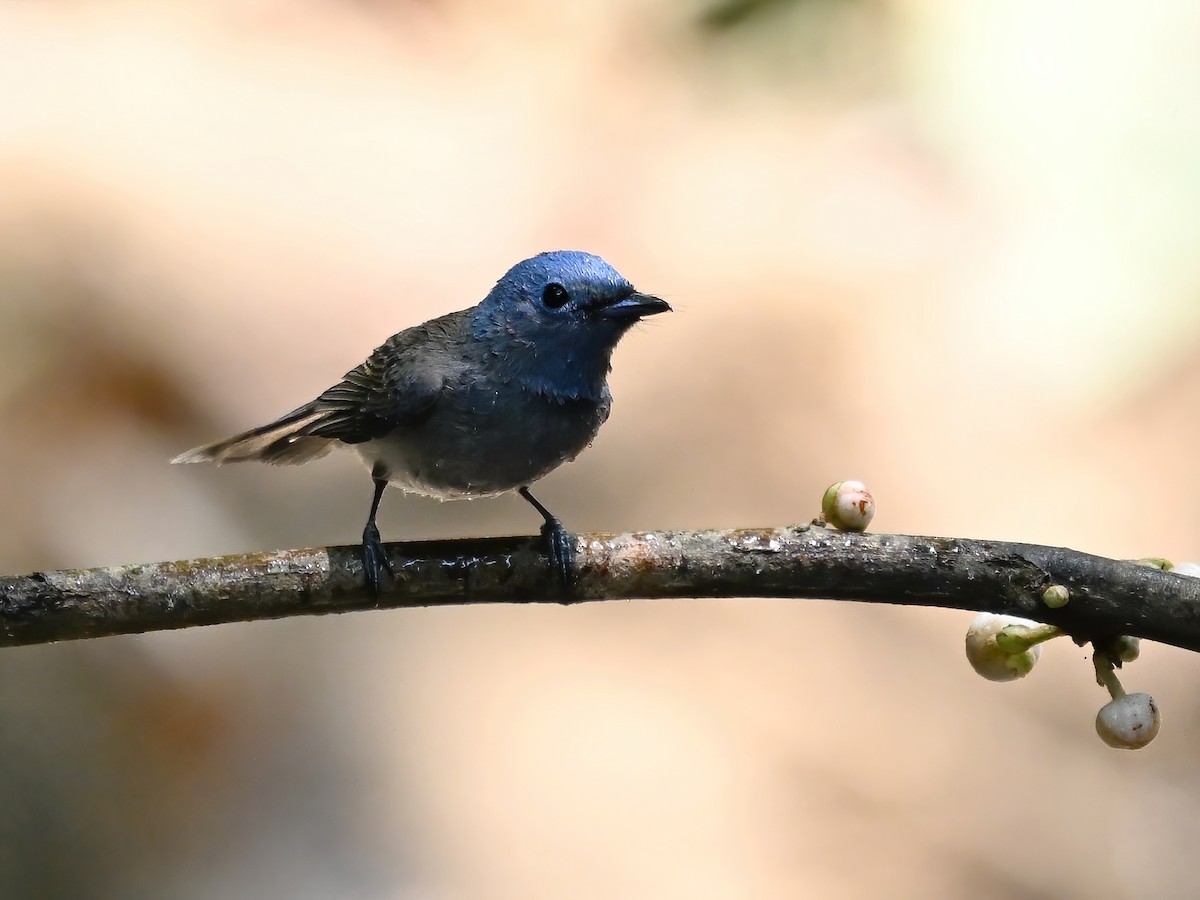 Black-naped Monarch - peng su