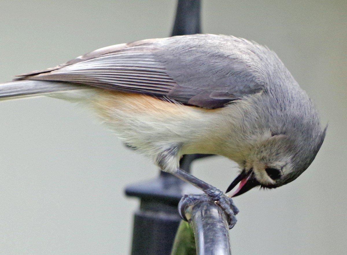 Tufted Titmouse - Bill Winkler