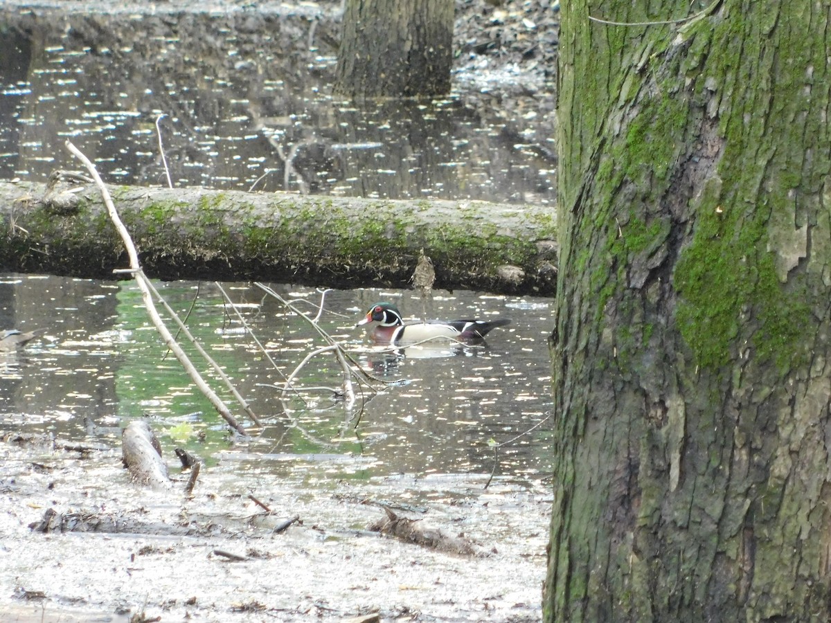 Wood Duck - ML618146044