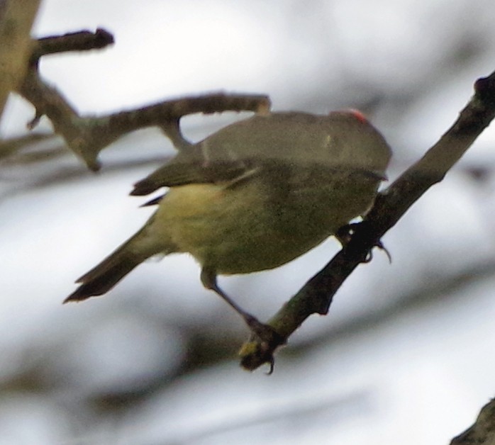 Ruby-crowned Kinglet - Bill Winkler