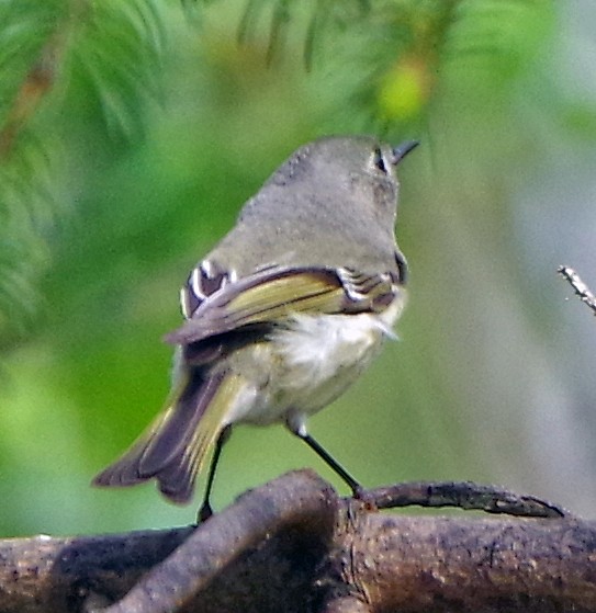 Ruby-crowned Kinglet - Bill Winkler