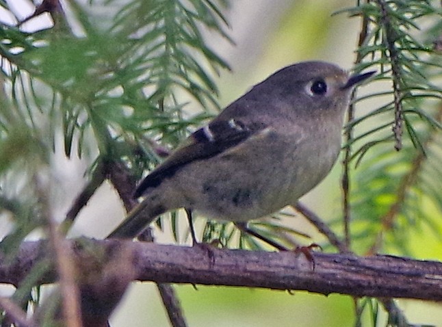 Ruby-crowned Kinglet - Bill Winkler