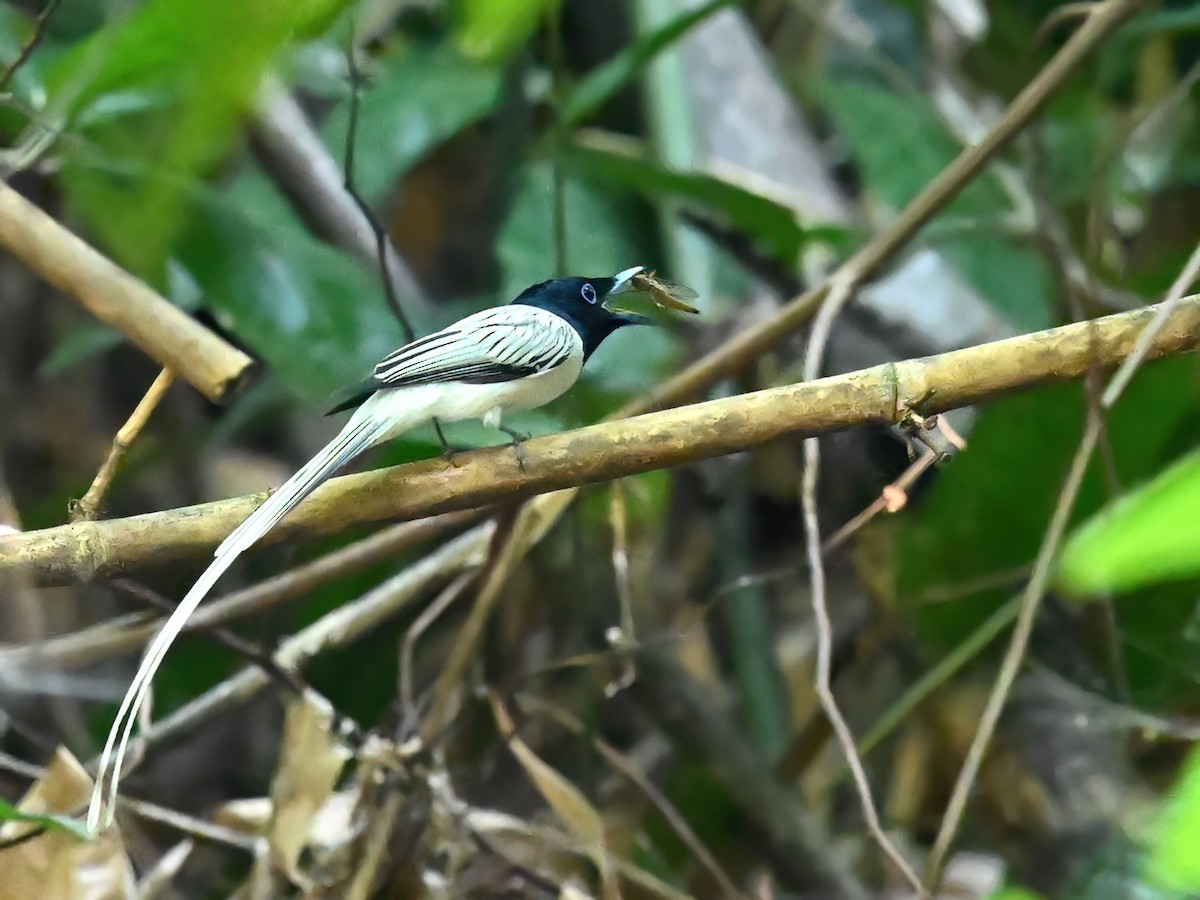 Amur Paradise-Flycatcher - peng su