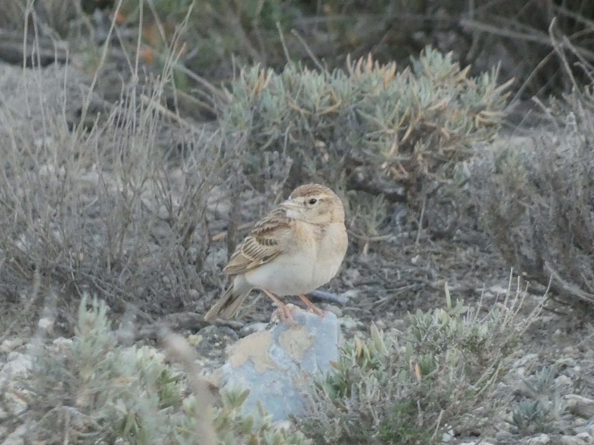 Greater Short-toed Lark - Daniel Soria