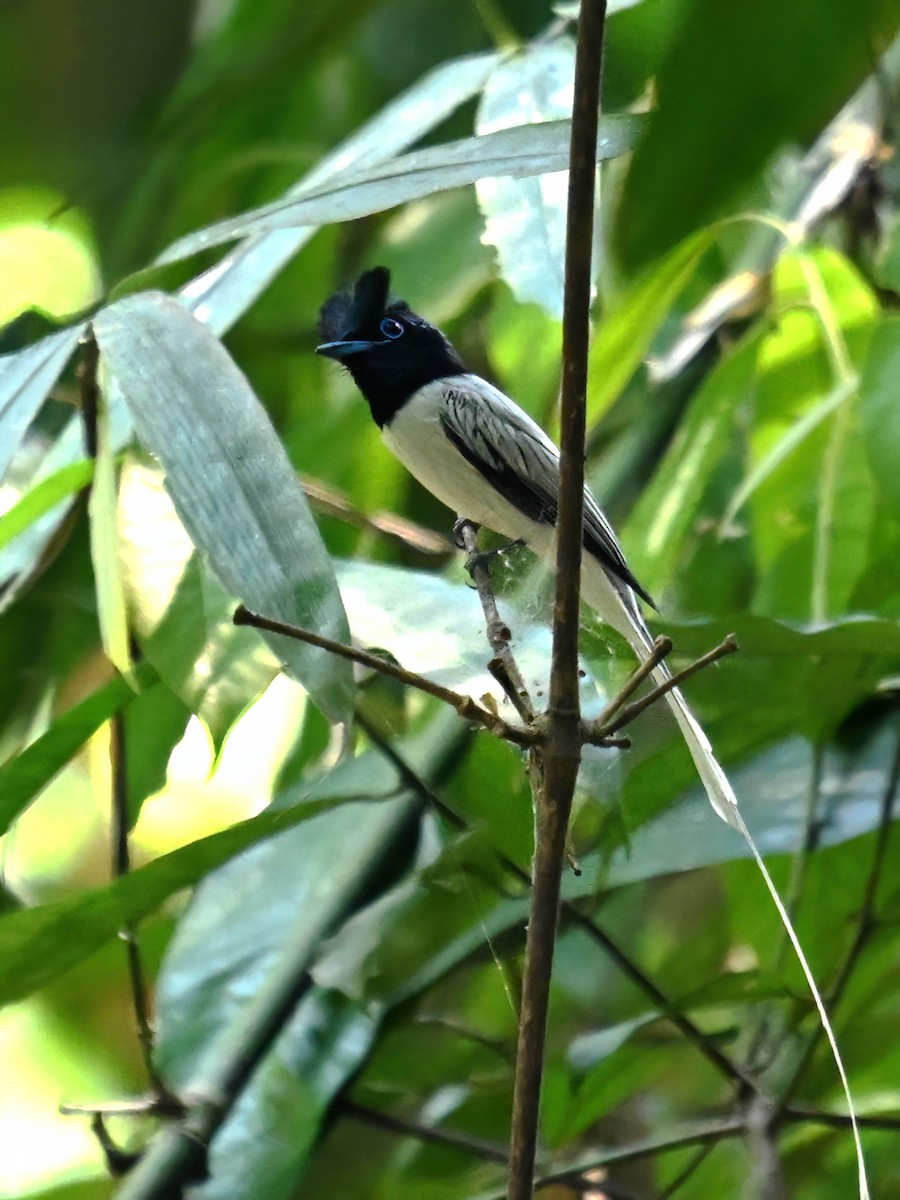 Amur Paradise-Flycatcher - peng su