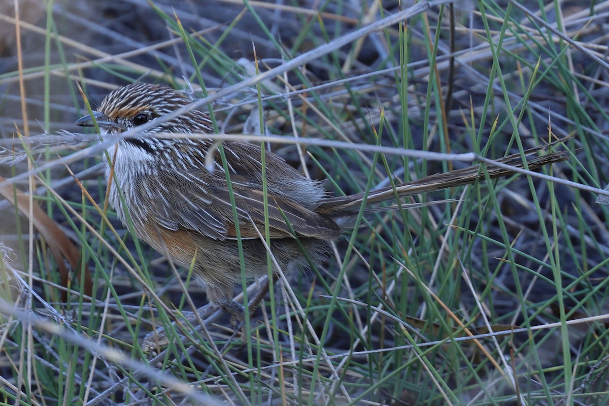 Striated Grasswren - Charles Allan