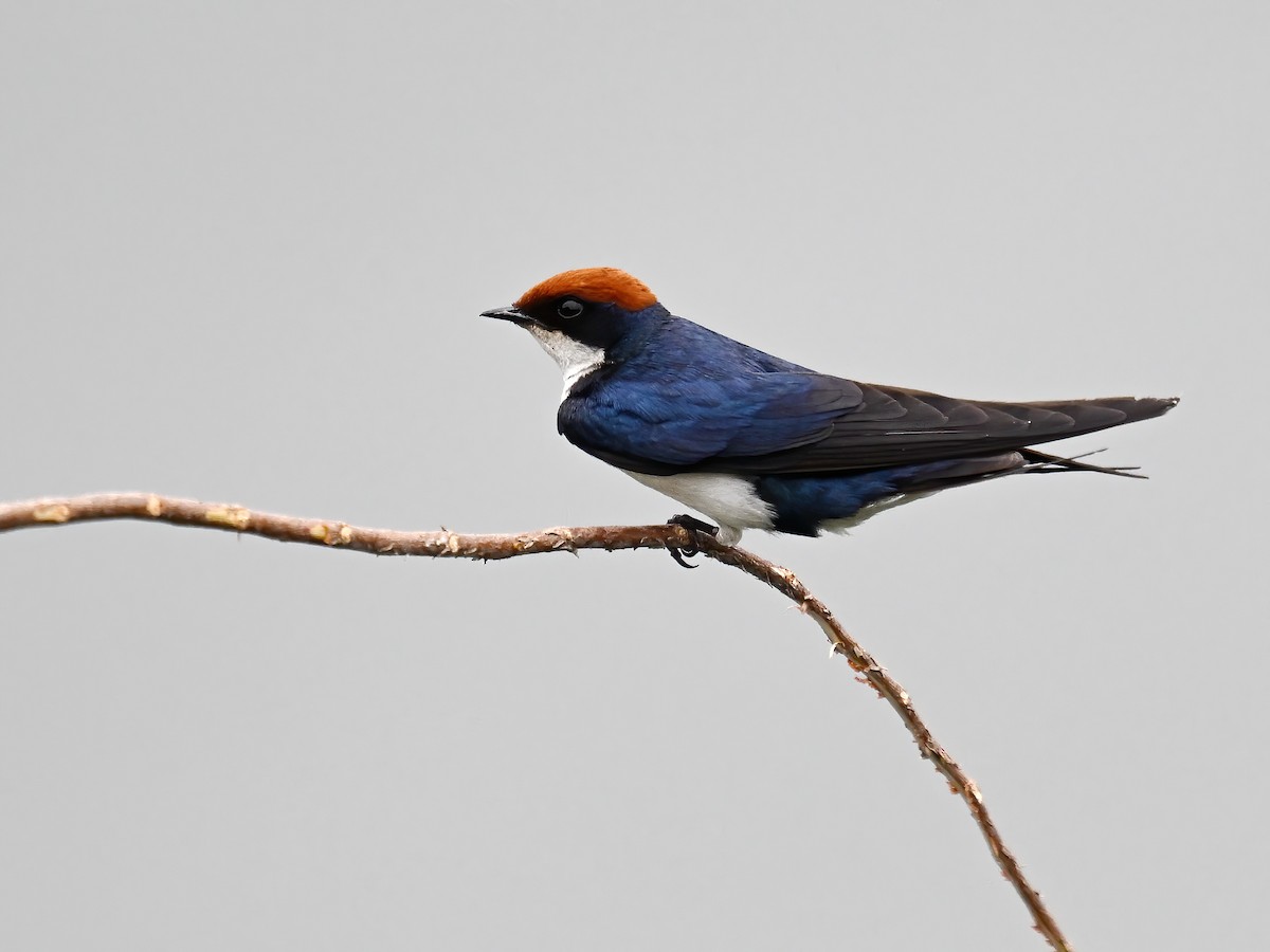 Wire-tailed Swallow - peng su