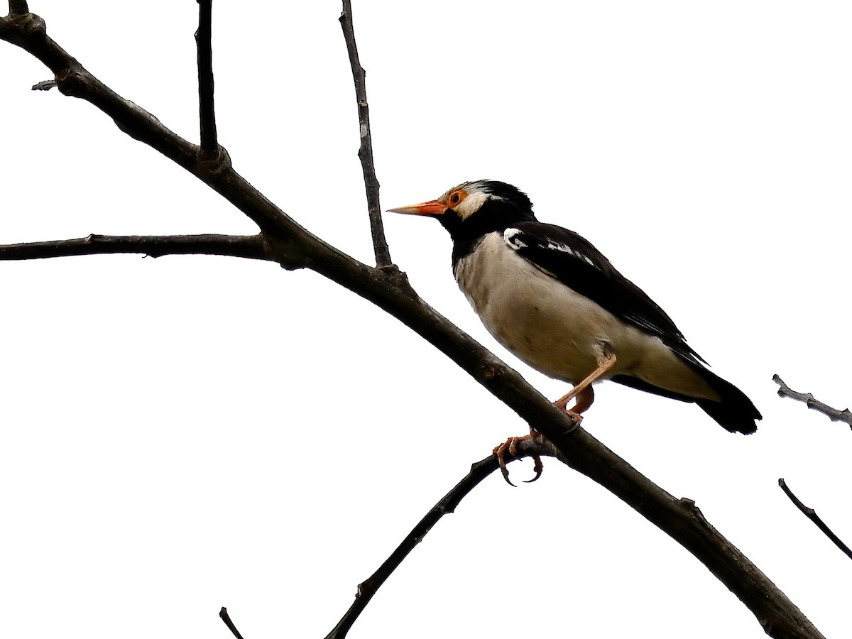 Indian Pied Starling - peng su