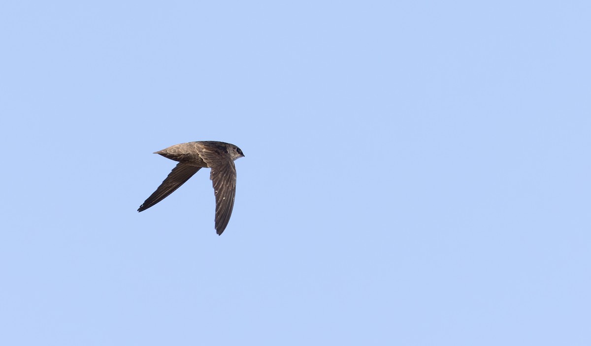 Vaux's Swift - ML618146142