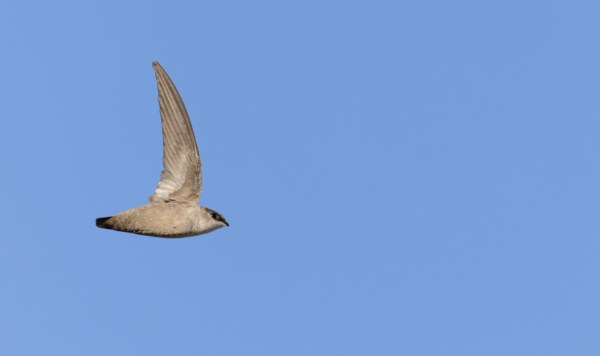Vaux's Swift - ML618146144