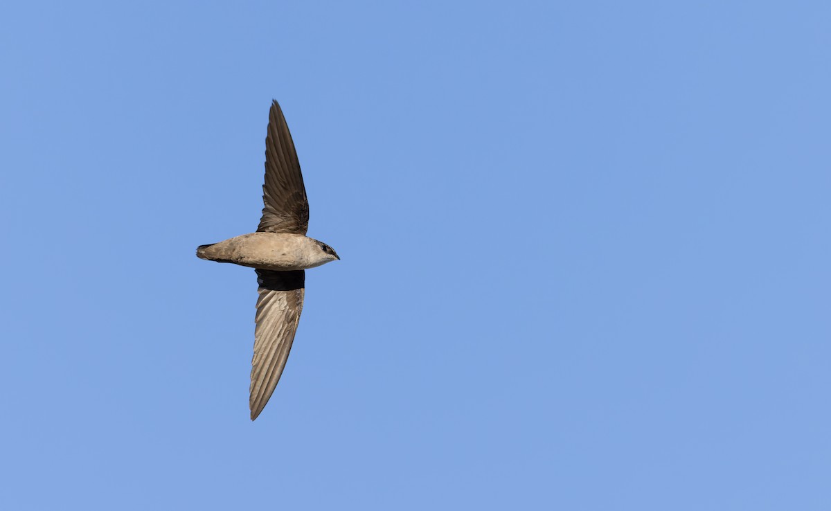 Vaux's Swift - ML618146145