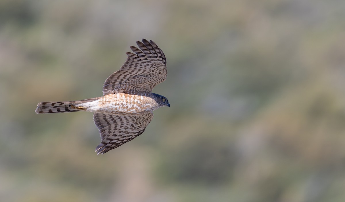 Sharp-shinned Hawk (Northern) - Ian Davies