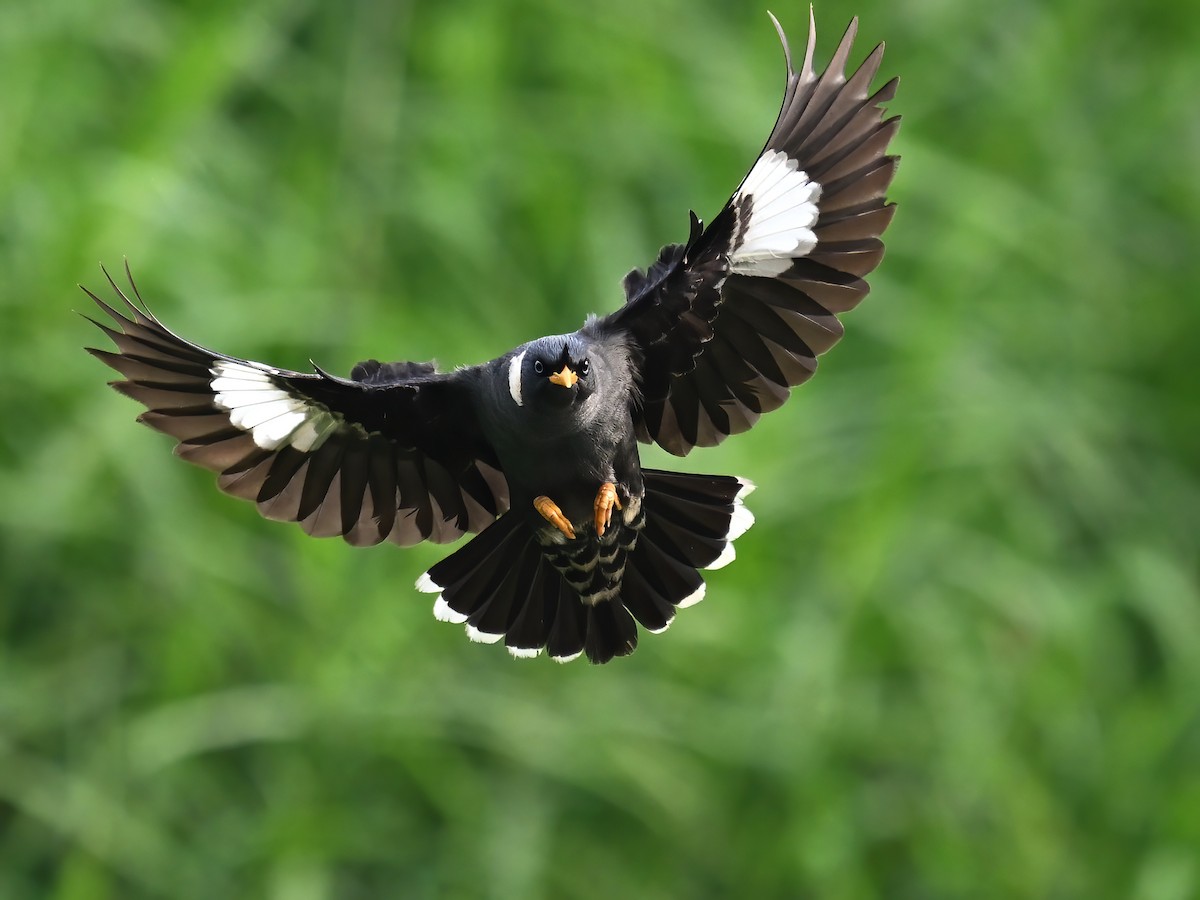 Collared Myna - peng su