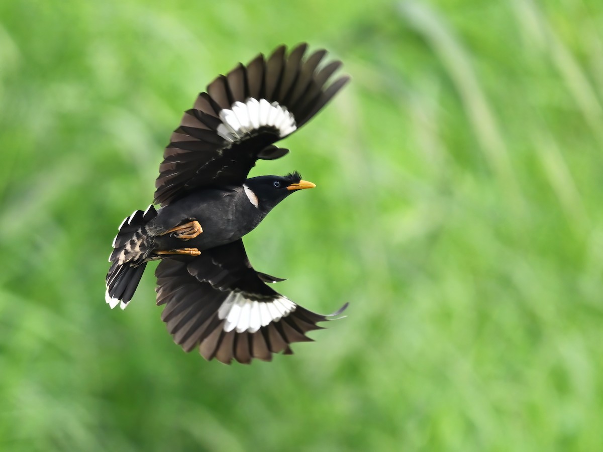 Collared Myna - peng su